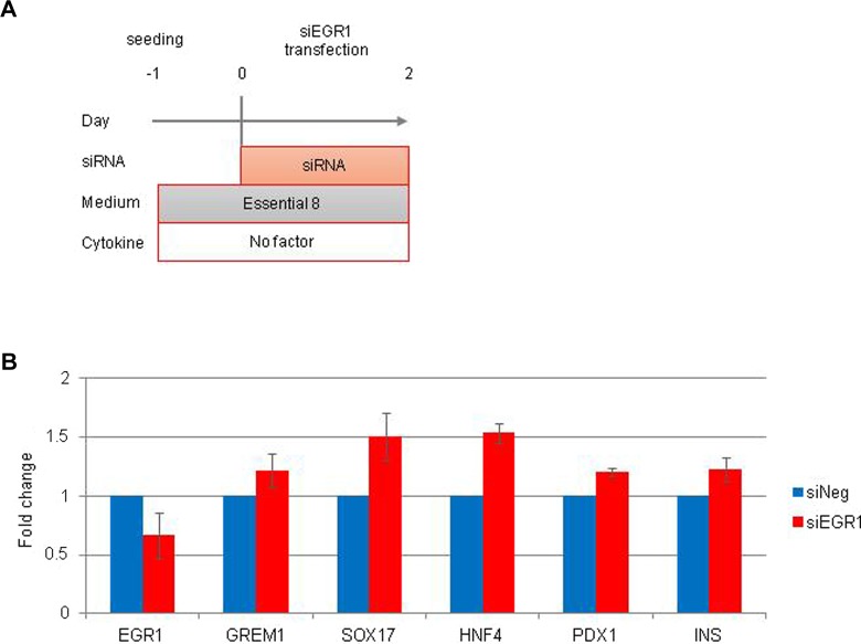 Role of Egr1 on Pancreatic Endoderm Differentiation.