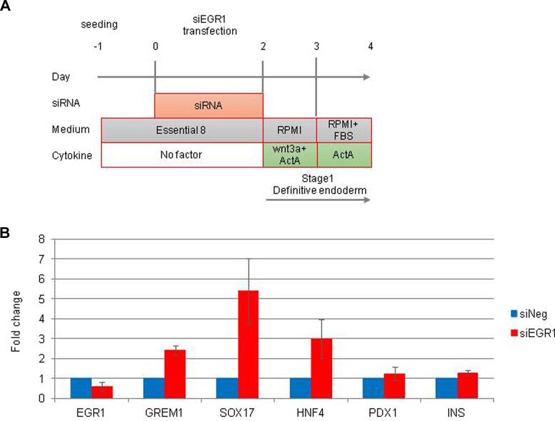 Role of Egr1 on Pancreatic Endoderm Differentiation.