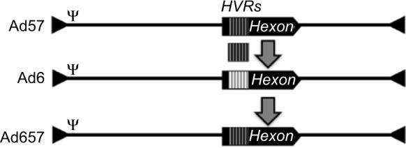 Oncolytic adenovirus Ad657 for systemic virotherapy against prostate cancer.