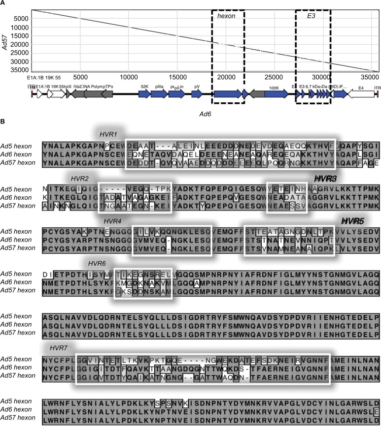 Oncolytic adenovirus Ad657 for systemic virotherapy against prostate cancer.