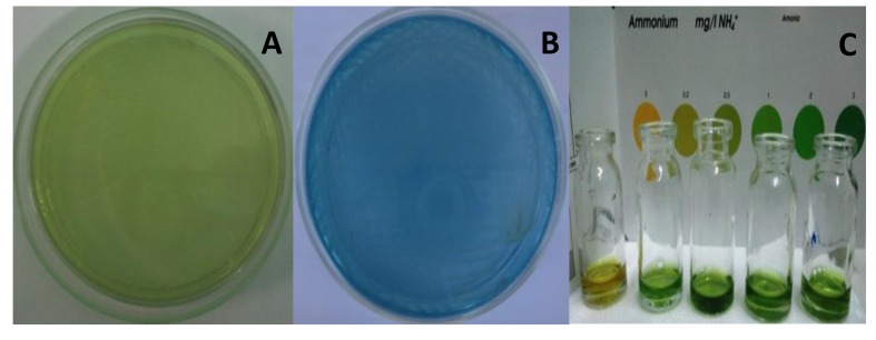 Using Cellulolytic Nitrogen Fixing Bacterium, <i>Azomonas agilis</i> for Effective Degradation of Agricultural Residues.