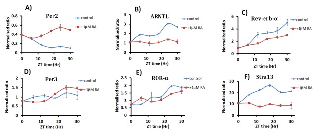 P19 Cells as a Model for Studying the Circadian Clock in Stem Cells before and after Cell Differentiation.