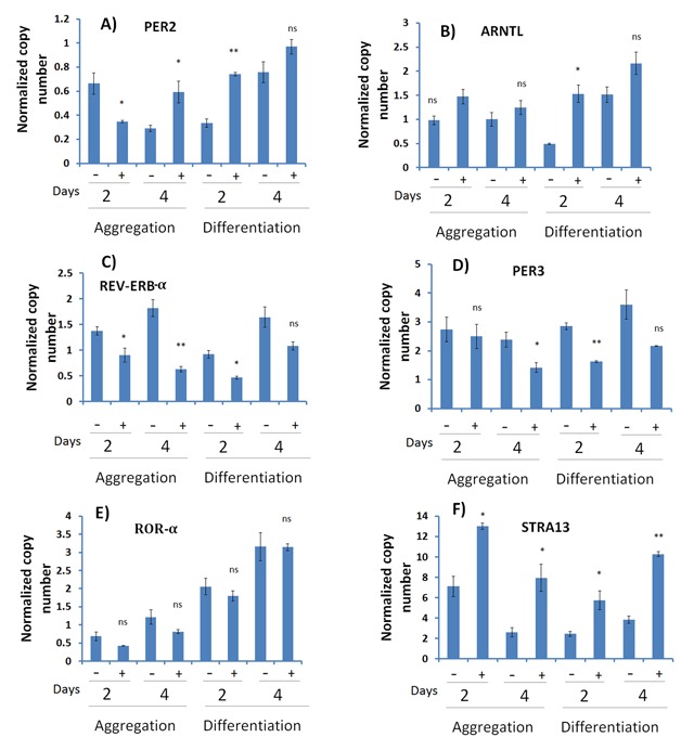 P19 Cells as a Model for Studying the Circadian Clock in Stem Cells before and after Cell Differentiation.