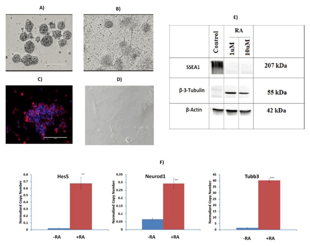 P19 Cells as a Model for Studying the Circadian Clock in Stem Cells before and after Cell Differentiation.