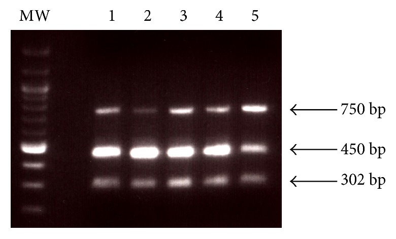 Differential Regulation of <i>Escherichia coli fim</i> Genes following Binding to Mannose Receptors.