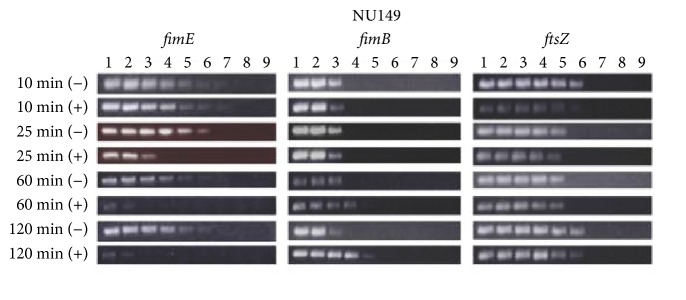 Differential Regulation of <i>Escherichia coli fim</i> Genes following Binding to Mannose Receptors.