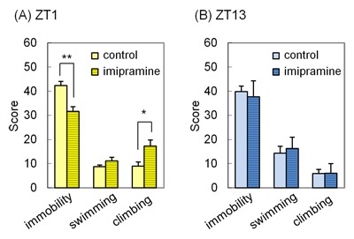 Time of Administration of Acute or Chronic Doses of Imipramine Affects its Antidepressant Action in Rats.