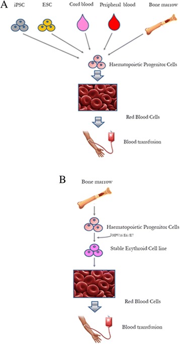 Blood factory: which stem cells?