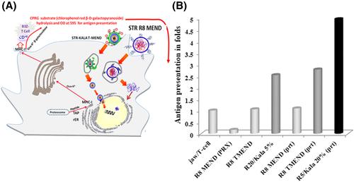 A comparative transgene expression study between a protaplex and a rotaplex embedded lipid-nano particles in murine derived dendritic cell