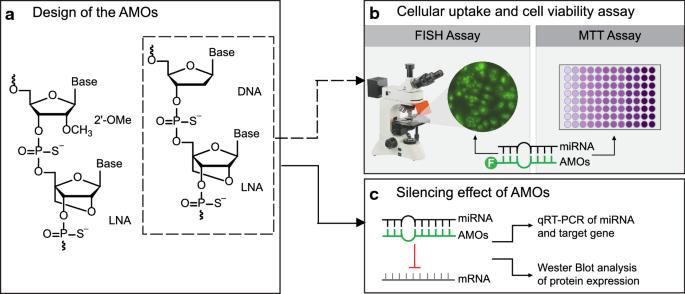 Targeting miR-9 in gastric cancer cells using locked nucleic acid oligonucleotides