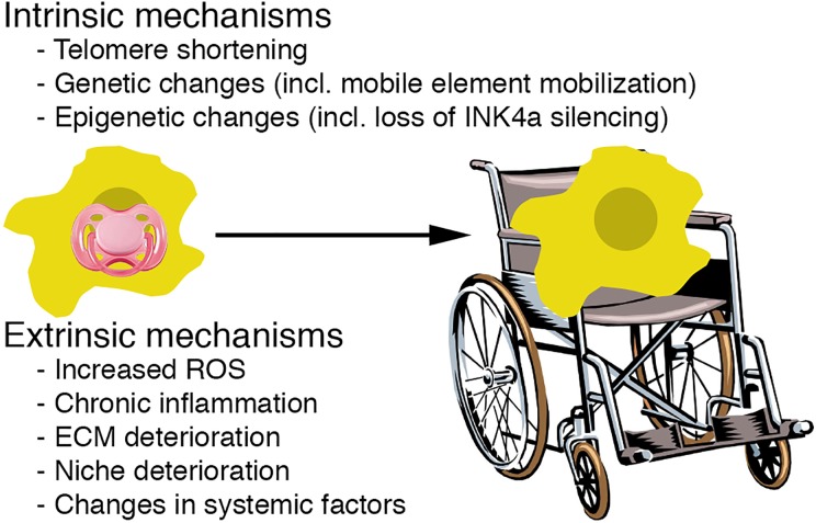 The effect of age on stem cell function and utility for therapy.