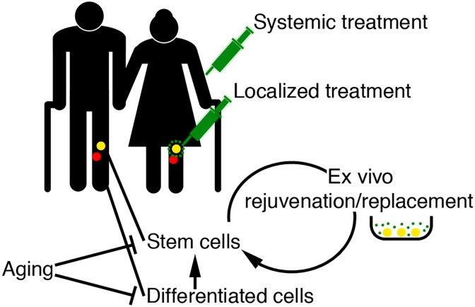 The effect of age on stem cell function and utility for therapy.