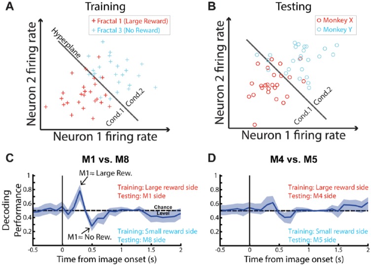 Social Hierarchy Representation in the Primate Amygdala Reflects the Emotional Ambiguity of Our Social Interactions.