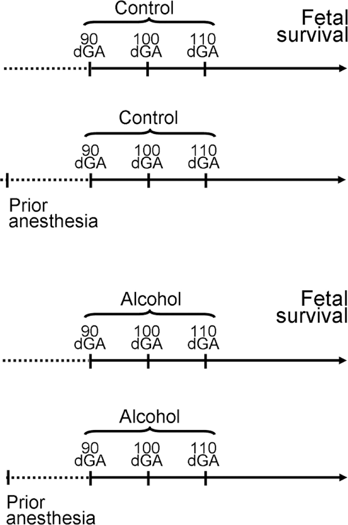 Prenatal Alcohol Exposure, Anesthesia, and Fetal Loss in Baboon Model of Pregnancy.