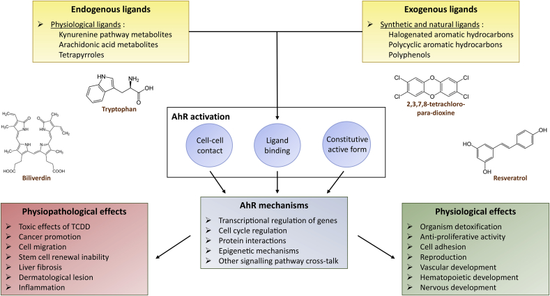 AhR signaling pathways and regulatory functions