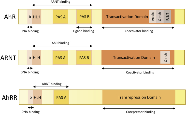 AhR signaling pathways and regulatory functions