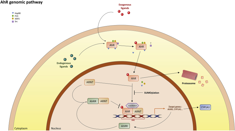 AhR signaling pathways and regulatory functions