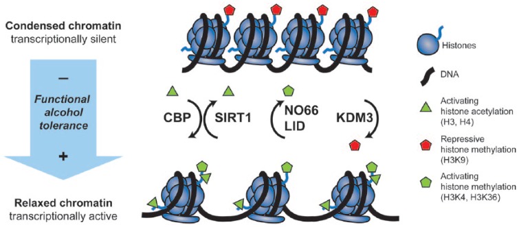 Epigenetic Mechanisms of Alcohol Neuroadaptation: Insights from <i>Drosophila</i>.