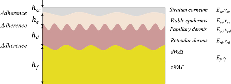 Skin aging as a mechanical phenomenon: The main weak links.