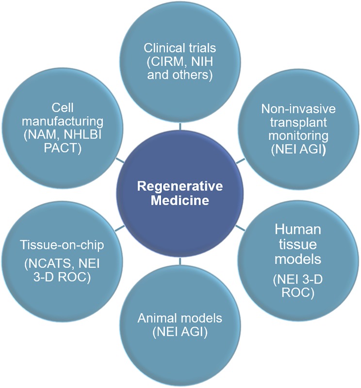 3-D retina organoids: Building platforms for therapies of the future.