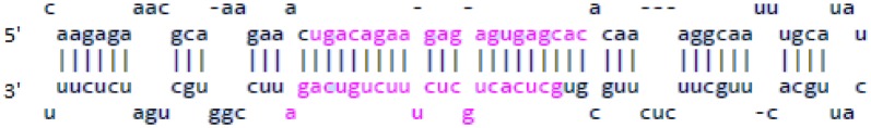 StarSeeker: an automated tool for mature duplex microRNA sequence identification based on secondary structure modeling of precursor molecule.