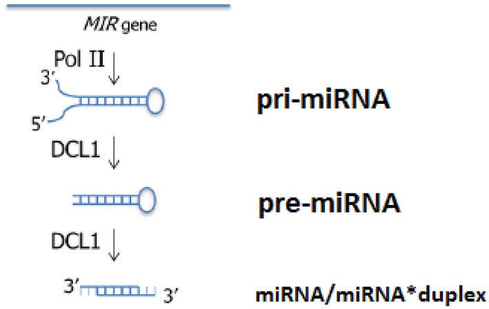 StarSeeker: an automated tool for mature duplex microRNA sequence identification based on secondary structure modeling of precursor molecule.