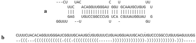 StarSeeker: an automated tool for mature duplex microRNA sequence identification based on secondary structure modeling of precursor molecule.