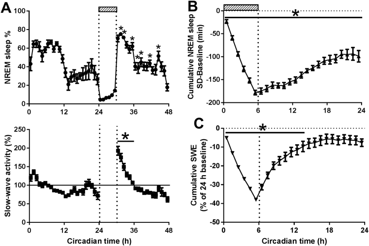 Sleep homeostasis and the circadian clock: Do the circadian pacemaker and the sleep homeostat influence each other’s functioning?