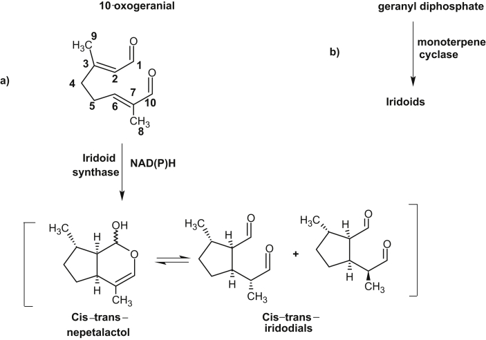 Herbal genomics as tools for dissecting new metabolic pathways of unexplored medicinal plants and drug discovery