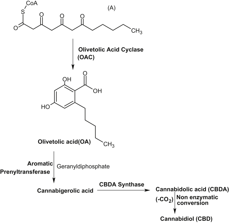 Herbal genomics as tools for dissecting new metabolic pathways of unexplored medicinal plants and drug discovery