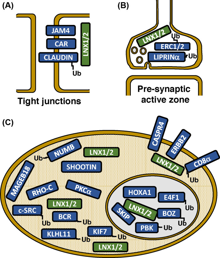 LNX1/LNX2 proteins: functions in neuronal signalling and beyond.