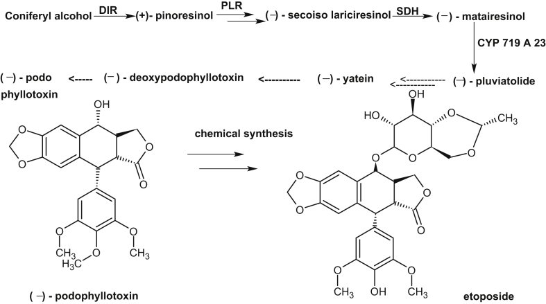 Herbal genomics as tools for dissecting new metabolic pathways of unexplored medicinal plants and drug discovery