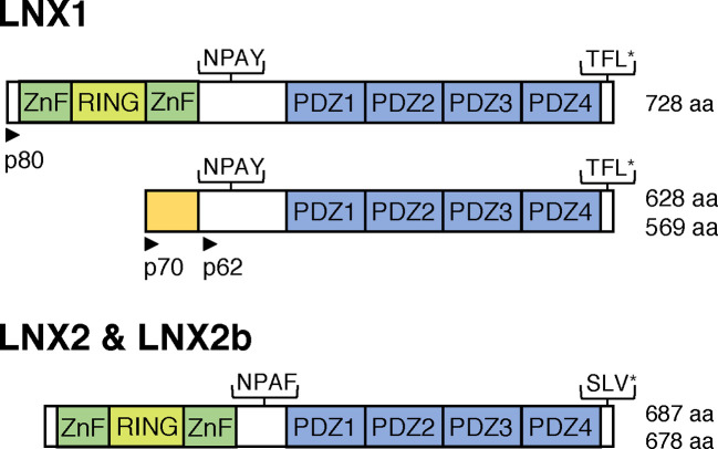 LNX1/LNX2 proteins: functions in neuronal signalling and beyond.