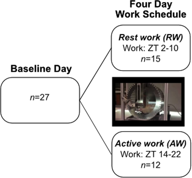 Mathematical modeling of sleep state dynamics in a rodent model of shift work