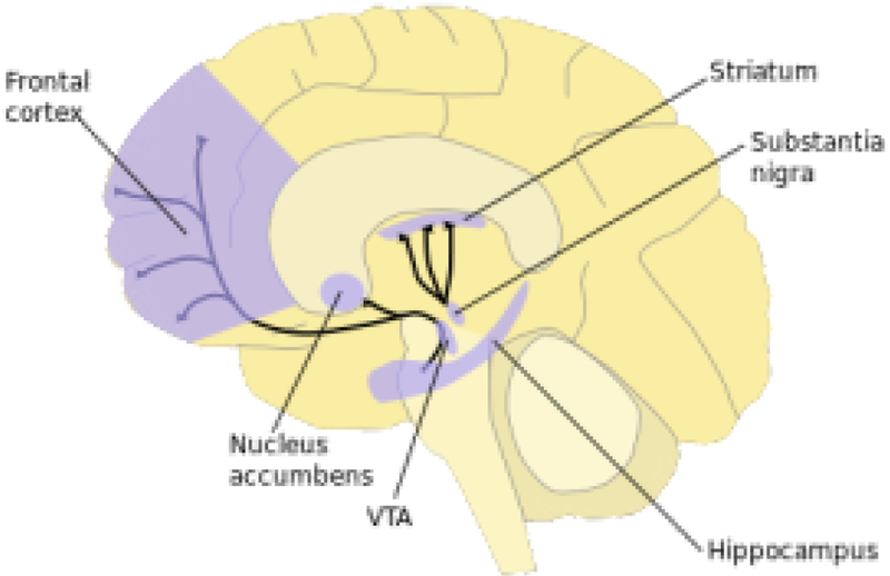 Our evolved unique pleasure circuit makes humans different from apes: Reconsideration of data derived from animal studies.