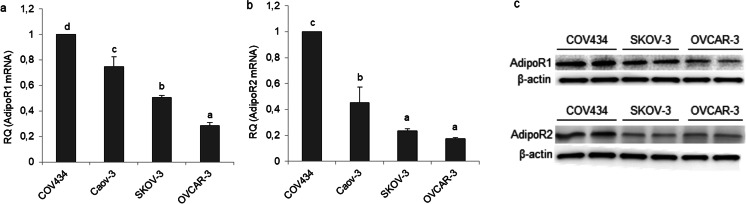 Adiponectin Reverses the Proliferative Effects of Estradiol and IGF-1 in Human Epithelial Ovarian Cancer Cells by Downregulating the Expression of Their Receptors.