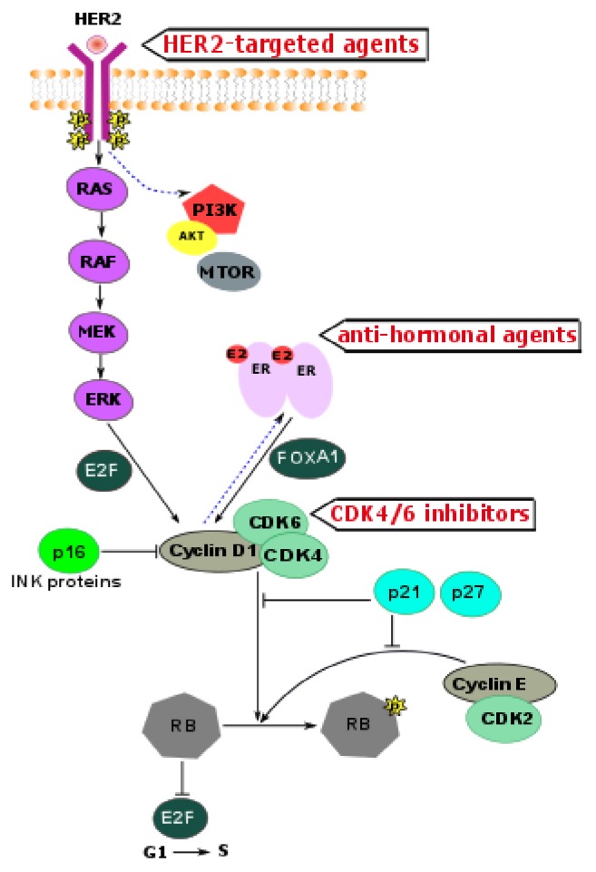 Overcoming Therapeutic Resistance of Triple Positive Breast Cancer with CDK4/6 Inhibition.