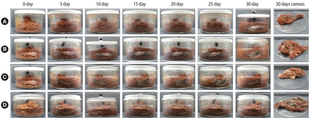 Treatment of livestock carcasses in soil using <i>Corynebacterium glutamicum</i> and lysosomal application to livestock burial.