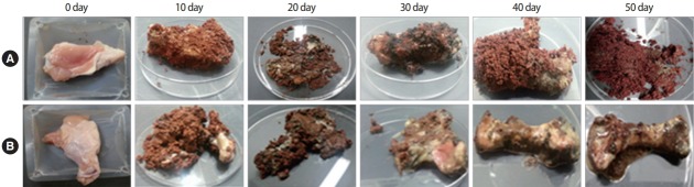 Treatment of livestock carcasses in soil using <i>Corynebacterium glutamicum</i> and lysosomal application to livestock burial.