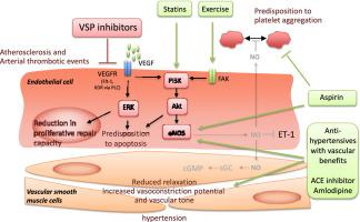 Vascular toxicities with VEGF inhibitor therapies–focus on hypertension and arterial thrombotic events