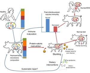 Interactions between human microbiome, diet, enteric viruses and immune system: Novel insights from gnotobiotic pig research