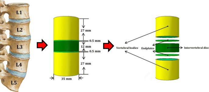 A new method to study free transverse vibration of the human lumbar spine as segmental multi-layer Timoshenko and Euler–Bernoulli beams