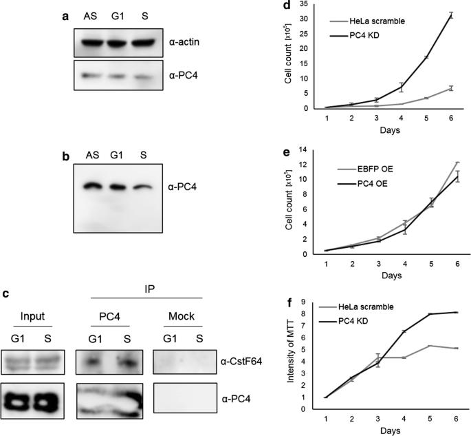 Positive cofactor 4 (PC4) contributes to the regulation of replication-dependent canonical histone gene expression