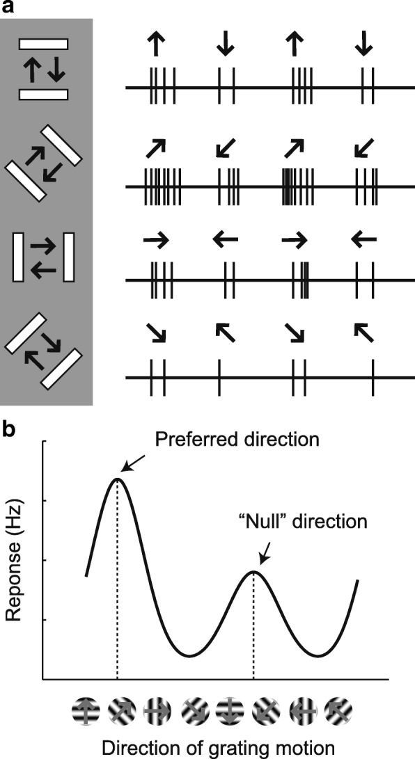 Does experience provide a permissive or instructive influence on the development of direction selectivity in visual cortex?