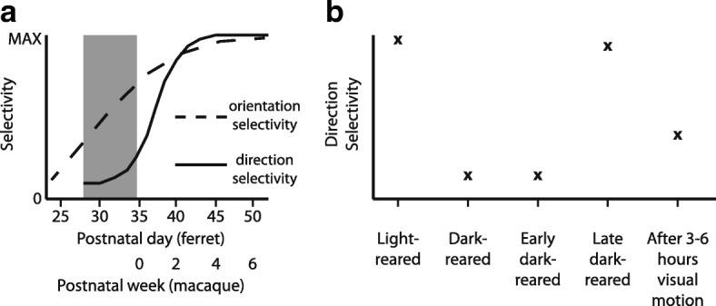 Does experience provide a permissive or instructive influence on the development of direction selectivity in visual cortex?