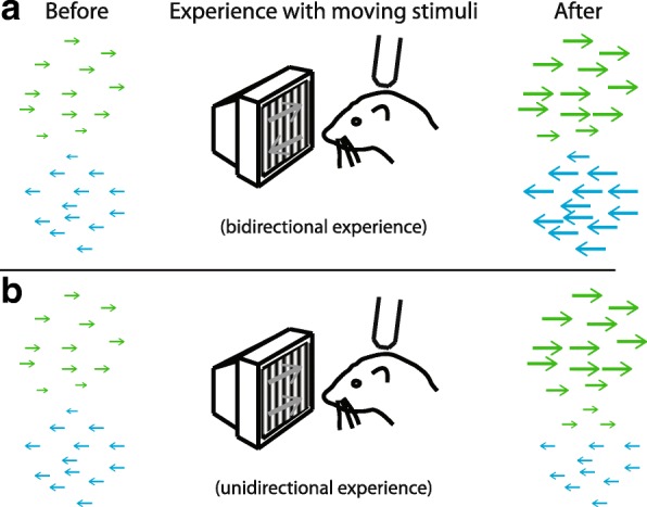 Does experience provide a permissive or instructive influence on the development of direction selectivity in visual cortex?
