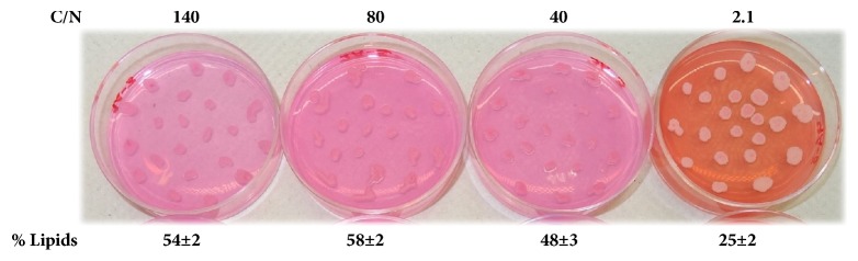 A Fast and Simple Qualitative Method for Screening Oleaginous Yeasts on Agar.