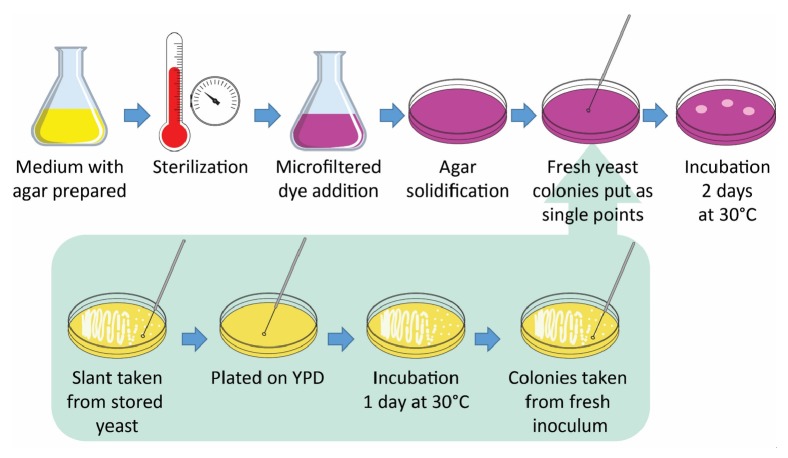 A Fast and Simple Qualitative Method for Screening Oleaginous Yeasts on Agar.