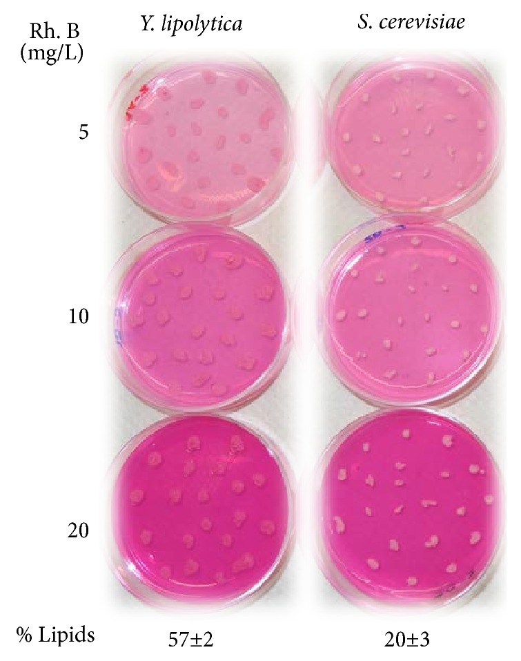 A Fast and Simple Qualitative Method for Screening Oleaginous Yeasts on Agar.