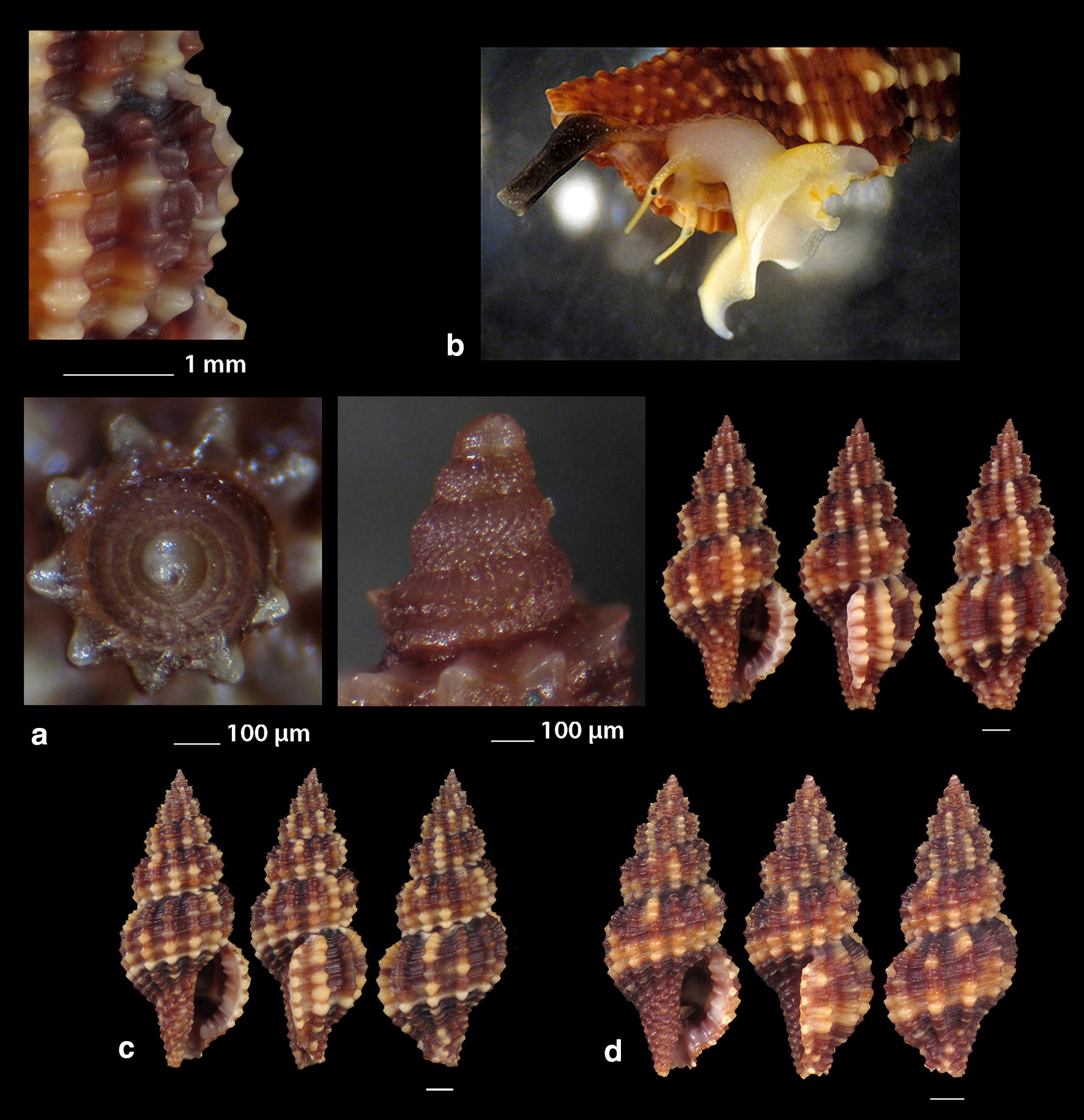 The family Raphitomidae (Mollusca: Gastropoda: Conoidea) in the Greek Seas with the description of two new species.